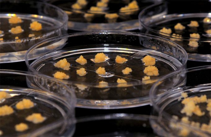 Nanomateriales para mejorar la salud y la alimentación