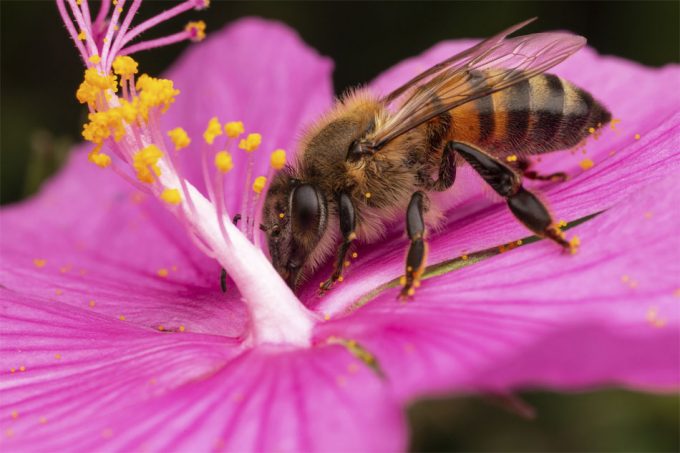 Muerte de las abejas por el uso de herbicidas