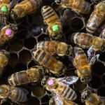 El glifosato es un herbicida que puede afectar a la flora intestinal de las abejas