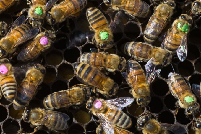 El glifosato es un herbicida que puede afectar a la flora intestinal de las abejas