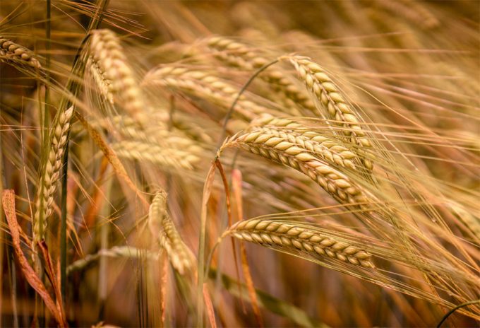 El cambio climático reduce la calidad nutricional de los alimentos vegetales