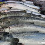 Mercurio o metilmercurio en el pescado