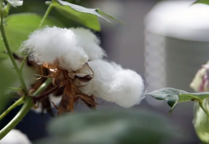 Semillas de algodón modificadas genéticamente aptas para consumo humano