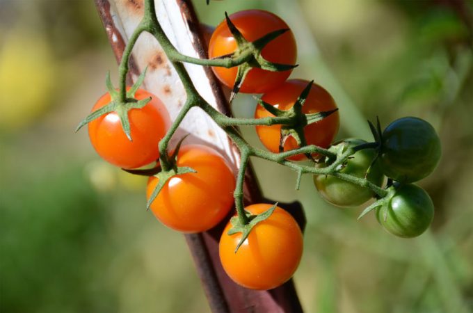 Una dieta con alimentos ecológicos mejora la salud