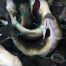 Essere Animali denuncia la falta de bienestar animal en los peces de piscifactoría