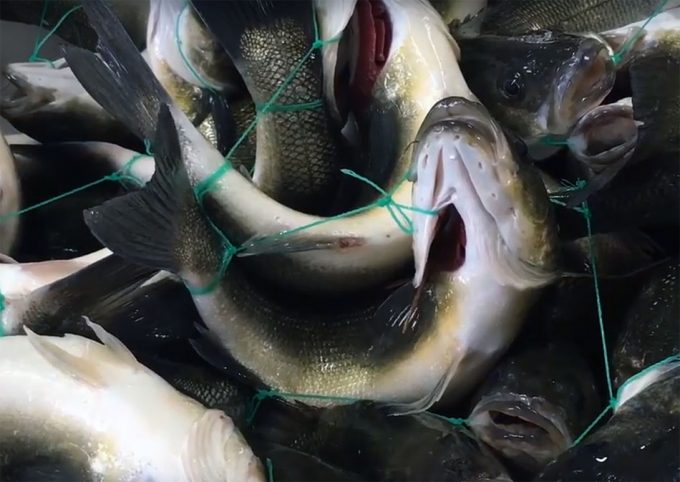 Essere Animali denuncia la falta de bienestar animal en los peces de piscifactoría