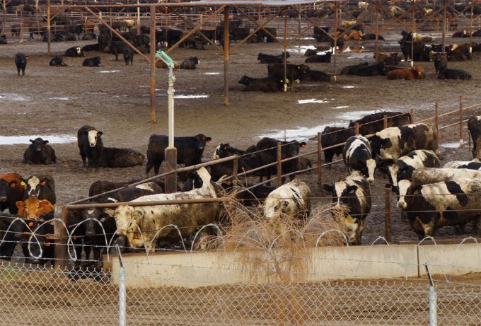 Bacterias resistentes a los antibióticos
