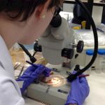 Contaminación por microplásticos en las especies de agua dulce