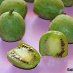 Qué es el kiwiño o kiwi enano