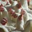 Nuevas normas sobre el uso de antibióticos en los animales
