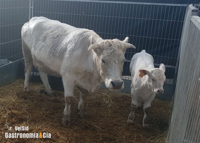 Reducir el consumo de carne mejoraría la salud