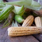 Maíz transgénico Mon 810