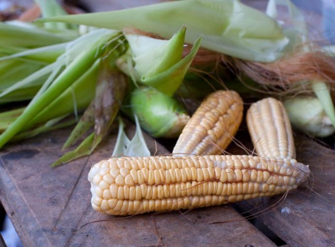 Maíz transgénico Mon 810