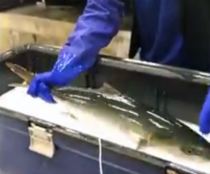 El “pescado congelado” más fresco del mundo Pescado ralentizando su metabolismo por el frío