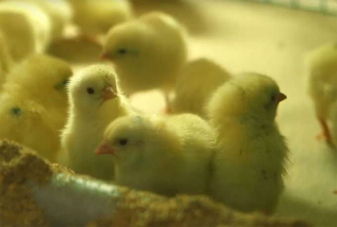 Revolución para el sistema de producción avícola
