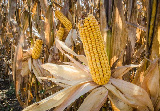 Conseguir la aceptación de los alimentos transgénicos