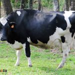 Política de la FDA para reducir el uso de fármacos en las granjas de animales