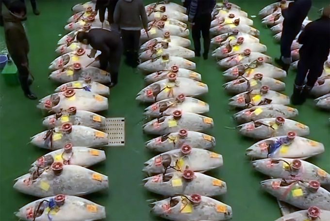 Precios desorbitados por el primer ejemplar de atún del año