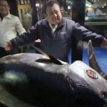 Subasta del atún en Tokio (Japón)