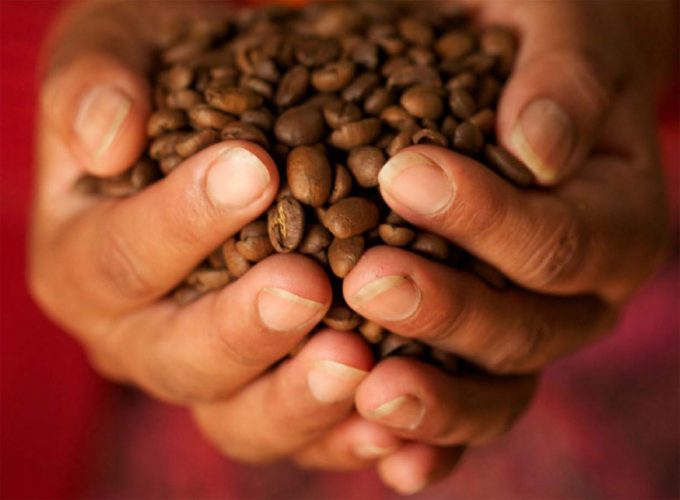 Cambio climático y producción de café