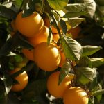 Índice de Precios en Origen y Destino de los Alimentos enero 2019