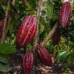 Cacao sostenible