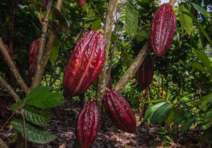 Cacao sostenible
