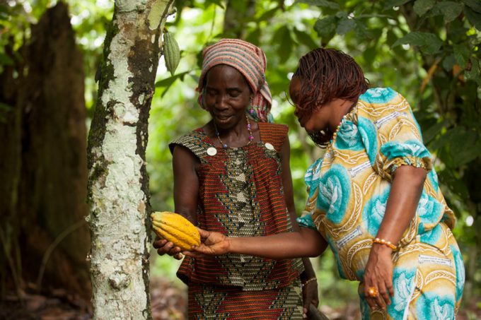 Trazabilidad y sostenibilidad en el cacao