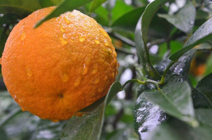 IPOD de febrero de 2019