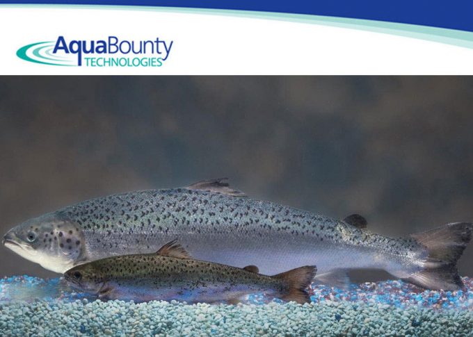 Salmón AquAdvantage 