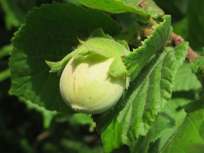 Trabajo esclavo en Turquía