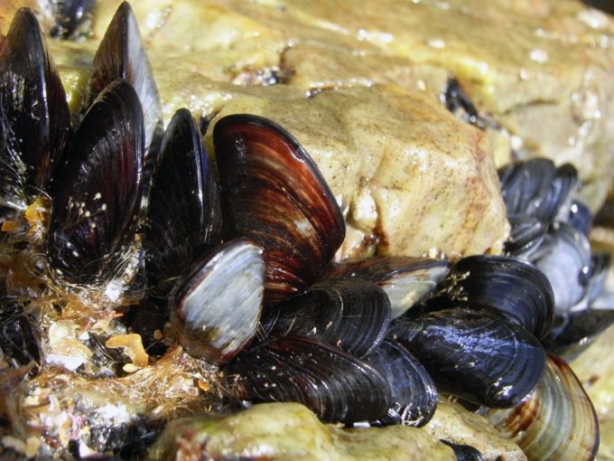 Resistencia a los antibióticos en los alimentos de consumo humano