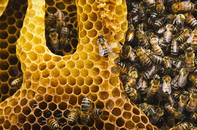 Proteger a las abejas para proteger la seguridad alimentaria