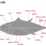 Características del atún rojo