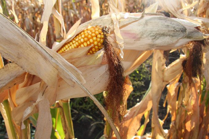 cambios en la temperatura global y en el rendimiento de los cultivos