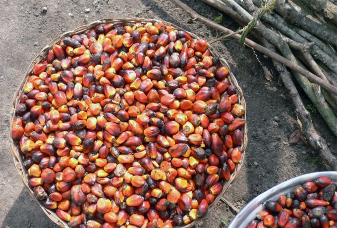 Sostenibilidad del aceite de palma