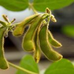 Reino Unido se abre a los alimentos biotecnológicos