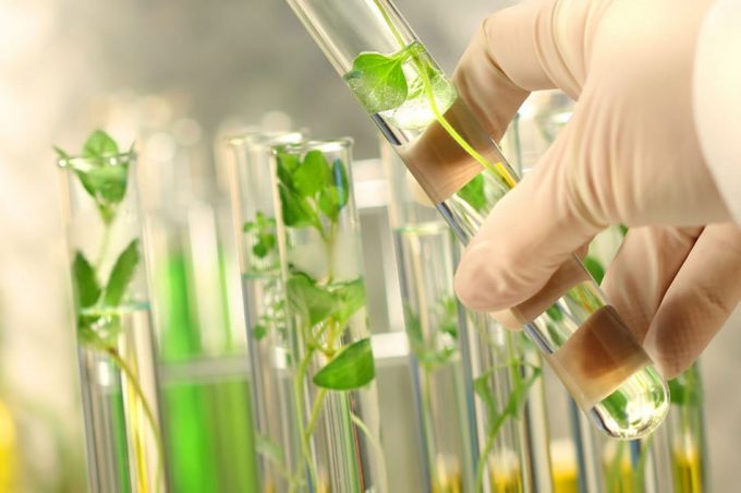 Informe del Servicio Internacional para la Adquisición de Aplicaciones Agro-biotecnológicas