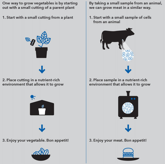 Investigación de Mattson sobre la mejor designación para la carne de laboratorio