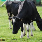 Beta lactoglobulina en la placa dental