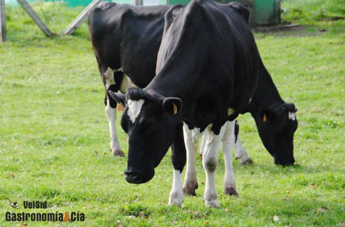 Beta lactoglobulina en la placa dental