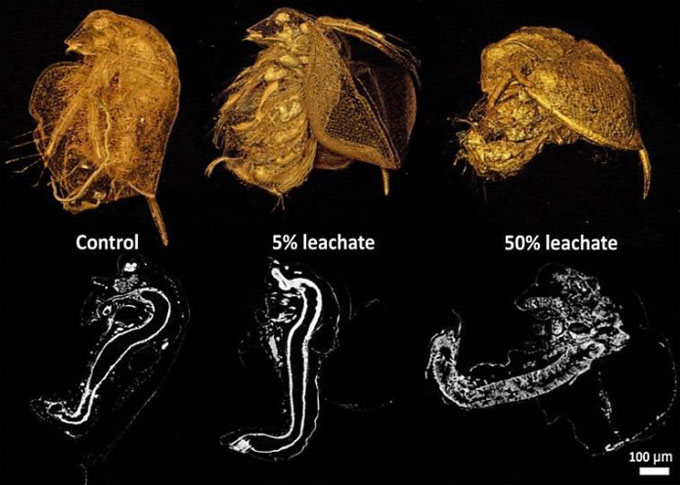 Nanoplásticos en los alimentos y bebidas
