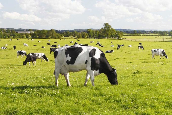 Sustainable Dairy Partnership 