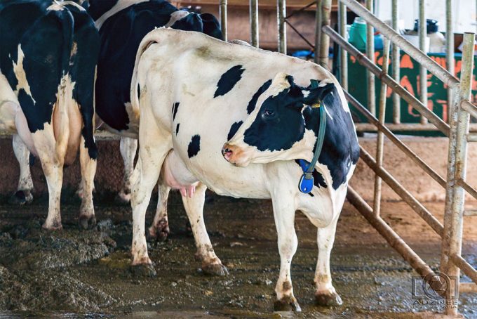 Queso con estrógenos y riesgo de cáncer de mama