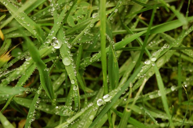 Comer hierba no es solo para rumiantes