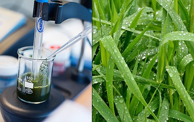 Proteínas alimentarias producidas a partir de la hierba