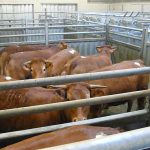 Impuesto del matadero