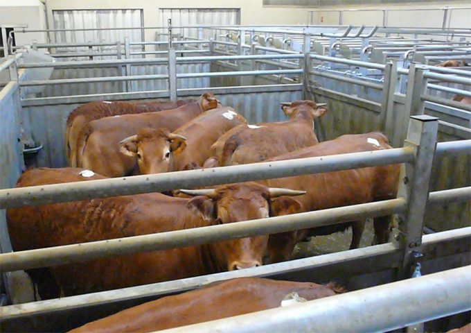 Impuesto del matadero