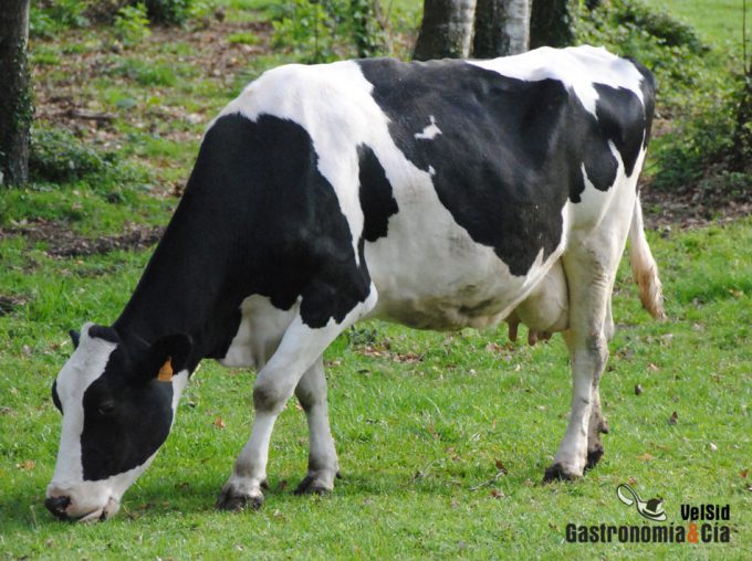 Impuesto al sacrificio de animales para el consumo humano