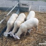 Bacterias resistentes a los antibióticos